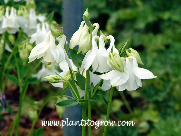 Nodding flowers and spurs are typical of many different Columbine.
